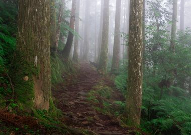 Misty Forest