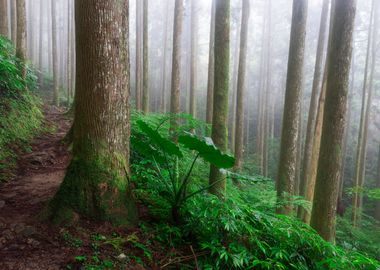 Misty Forest