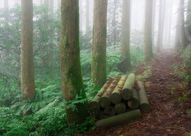 Misty Forest