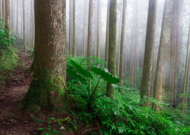 Misty Forest