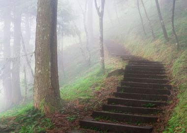 Misty Forest