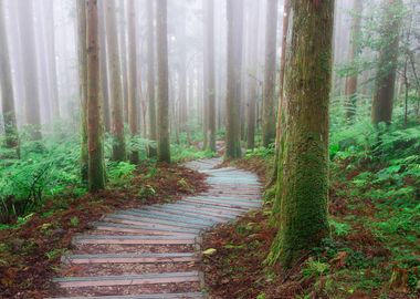 Misty Forest