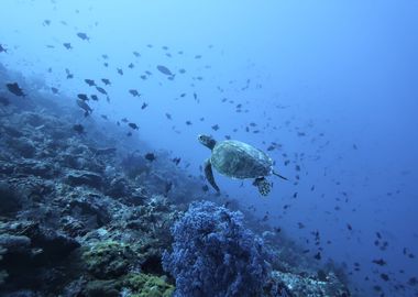 Turtle Reef