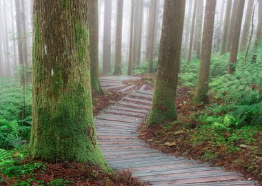 Misty Forest