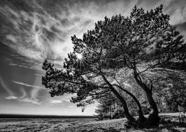 Tree,sky,B&W,nature,Poland