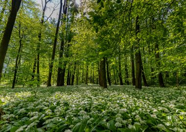 Spring forest,tree,flowers