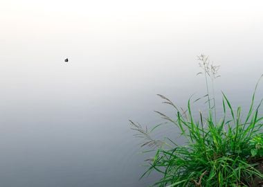 A corner of the pond