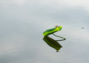 Dragonfly on lotus leaf