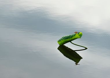 Dragonfly on lotus leaf