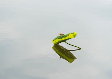 Dragonfly on lotus leaf