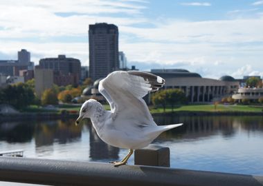 Seagull With Open Wings