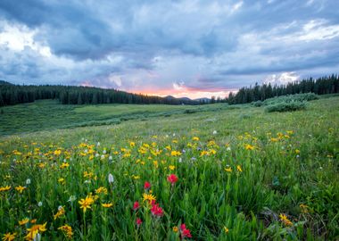 Meadow at Forest Nature