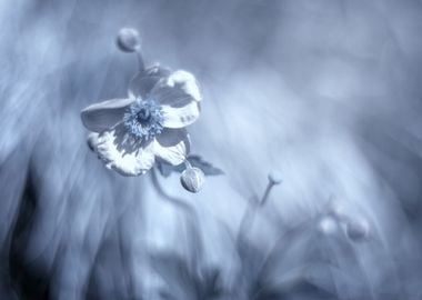 Blue flowers, impression