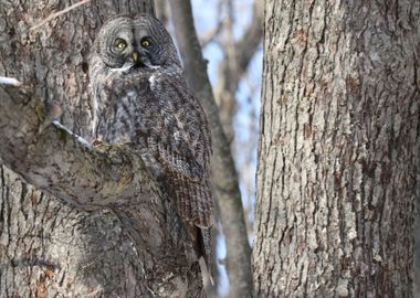 Great Gray Owl Camo 3