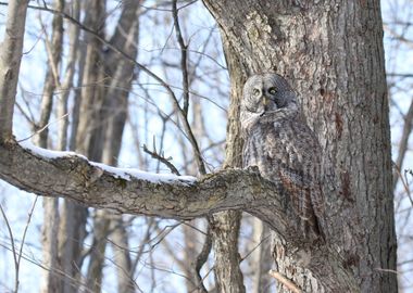 Great Grey Owl Camo 4