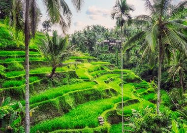 Ubud Countryside