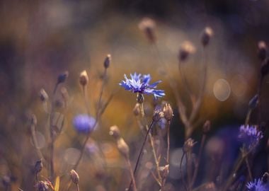 Wild blue flower, macro