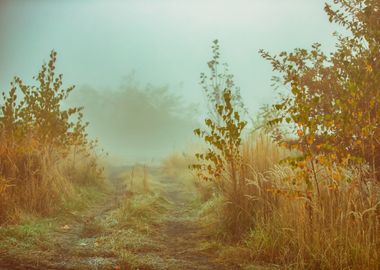 Autumn path, fog, trees