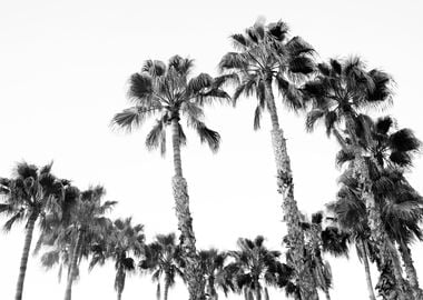 Palm Trees Black White 2