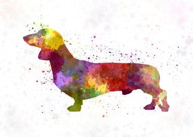 Dachshund in watercolor