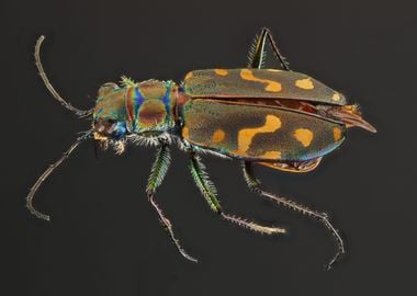 Yellowstone tiger beetle 