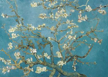 Almond Blossom