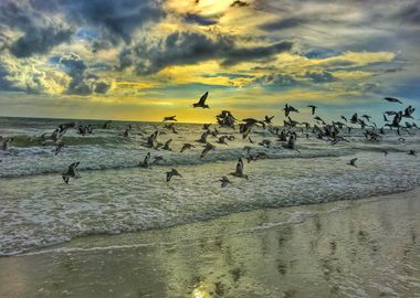 Birds at the Sea Beach