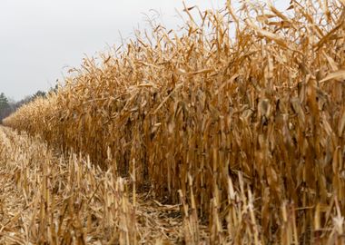 Dry corn field