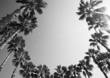 Palm Trees Black White 1