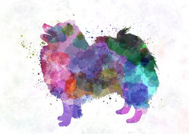 German Spitz in watercolor