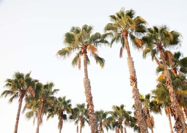 Palm Trees Dream 4