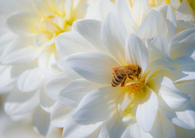 Dahlia and bees