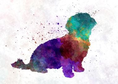 Havanese in watercolor