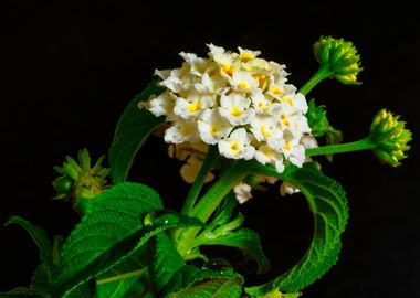 Flowers macro photo