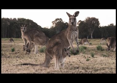 Kangaroo