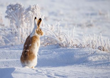 White tailed Jackrabbit