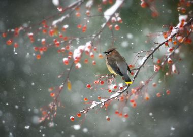 First Snow