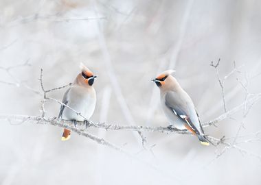 Bohemian Waxwings