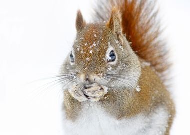 Christmas Squirrel