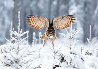 Eurasian Eagle Owl