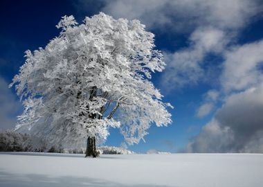 White Windbuche