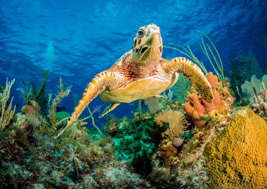 Hawksbill Turtle Swimming