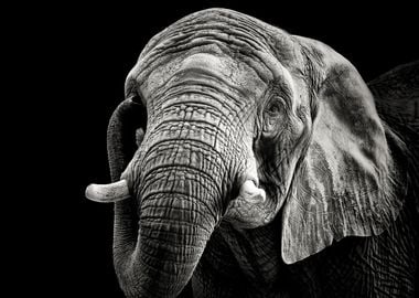 African Elephant