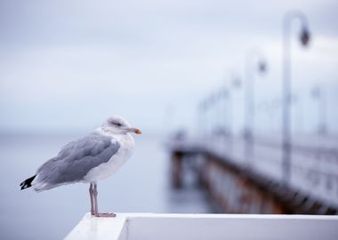 Seagulls,Baltic sea,Poland