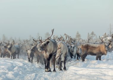 Reindeers