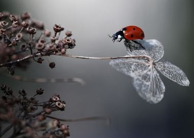 Ladybird on hydrangea