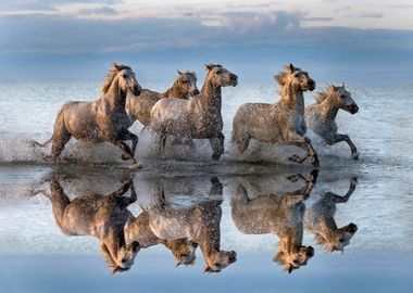 Horses and reflection