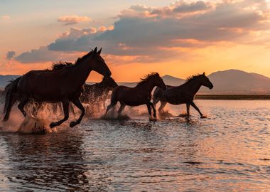 Water Horses