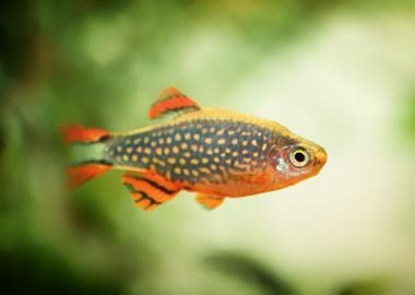 aquarium rasbora fish