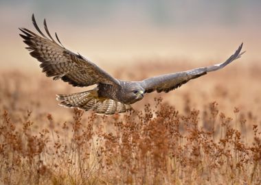 Common Buzzard